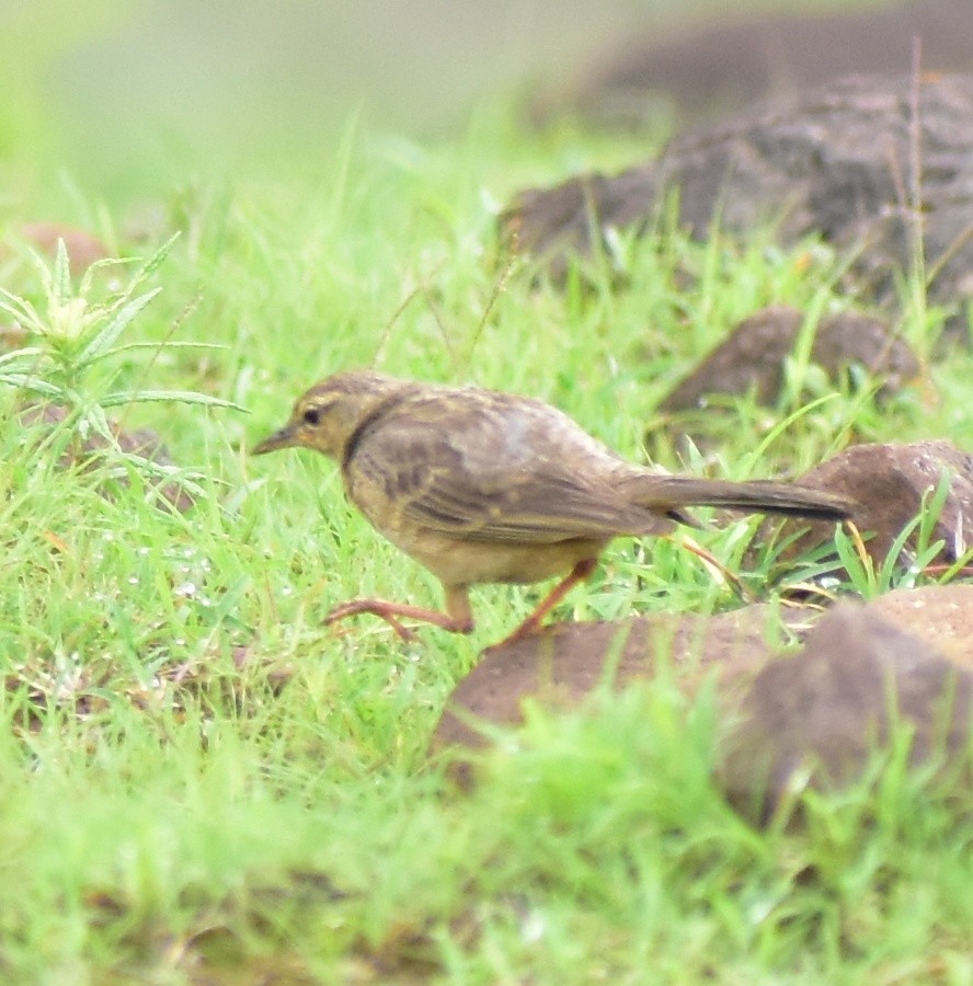 Long-billed Pipit - ML638130848