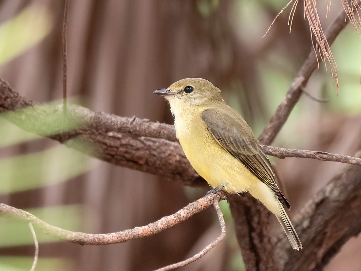 Lemon-bellied Flyrobin - ML638130864