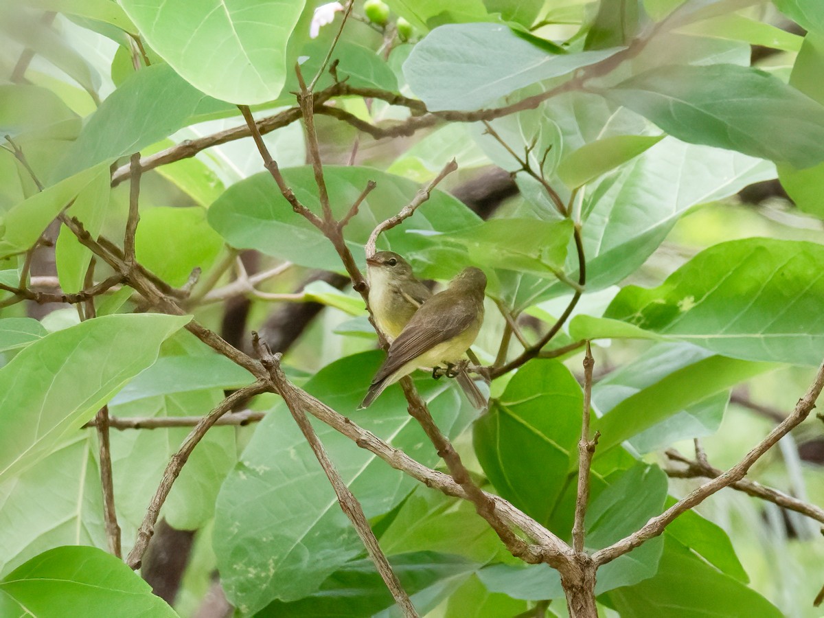 Lemon-bellied Flyrobin - ML638130865