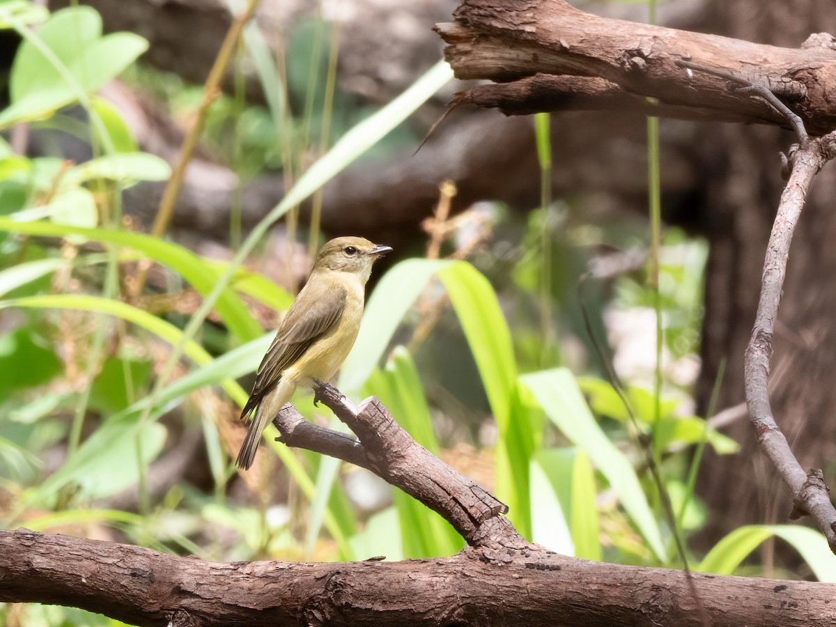 Lemon-bellied Flyrobin - ML638130866