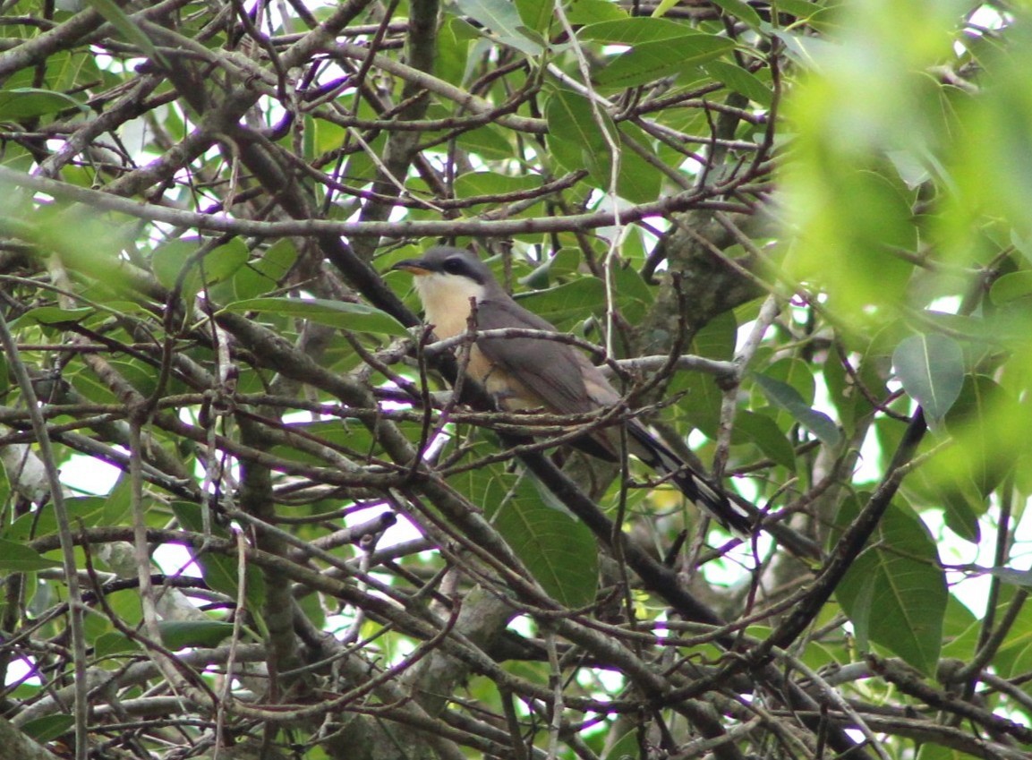 Mangrove Cuckoo - ML638130877