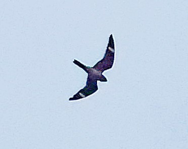 Antillean Nighthawk - ML638130881