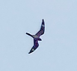 Antillean Nighthawk - ML638130882