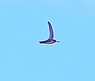 Antillean Nighthawk - ML638130883