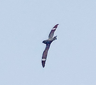 Antillean Nighthawk - ML638130884
