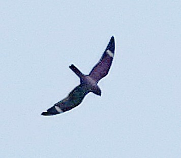 Antillean Nighthawk - ML638130885