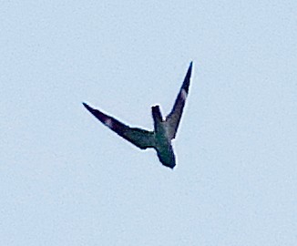 Antillean Nighthawk - ML638130886