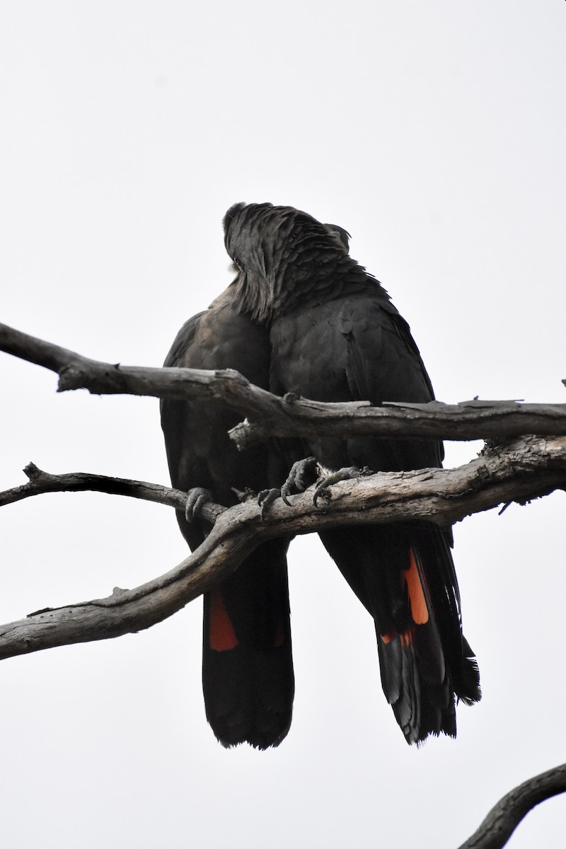 Glossy Black-Cockatoo - ML638130899
