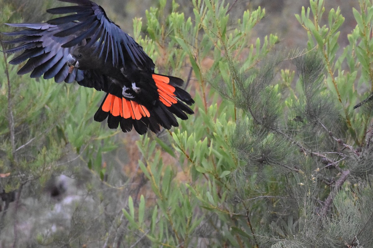 Glossy Black-Cockatoo - ML638130901