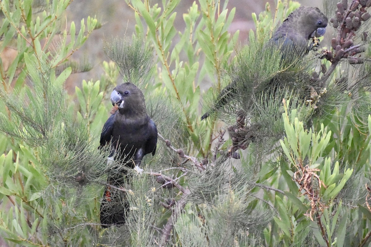 Glossy Black-Cockatoo - ML638130902