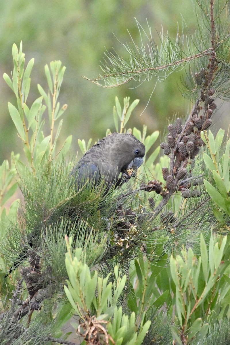 Glossy Black-Cockatoo - ML638130903