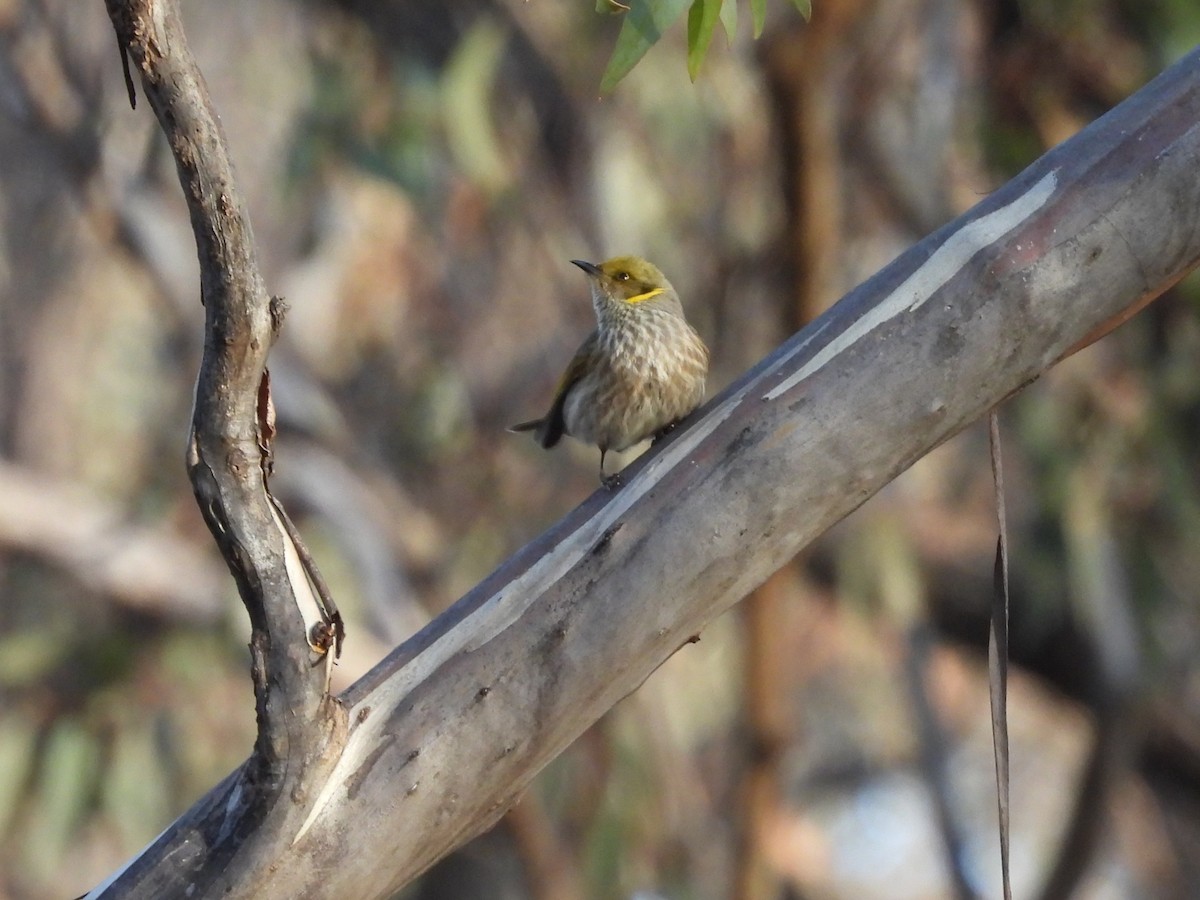 Yellow-plumed Honeyeater - ML638130924