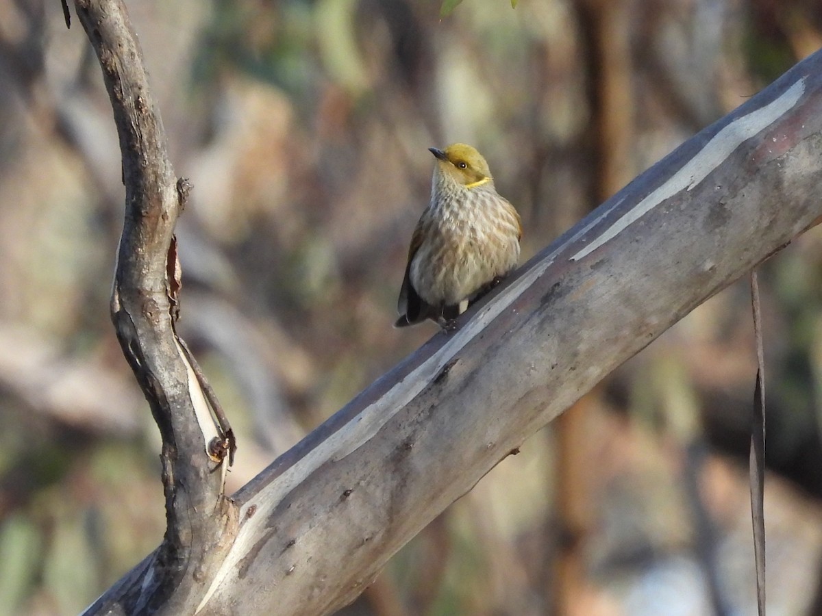 Yellow-plumed Honeyeater - ML638130926