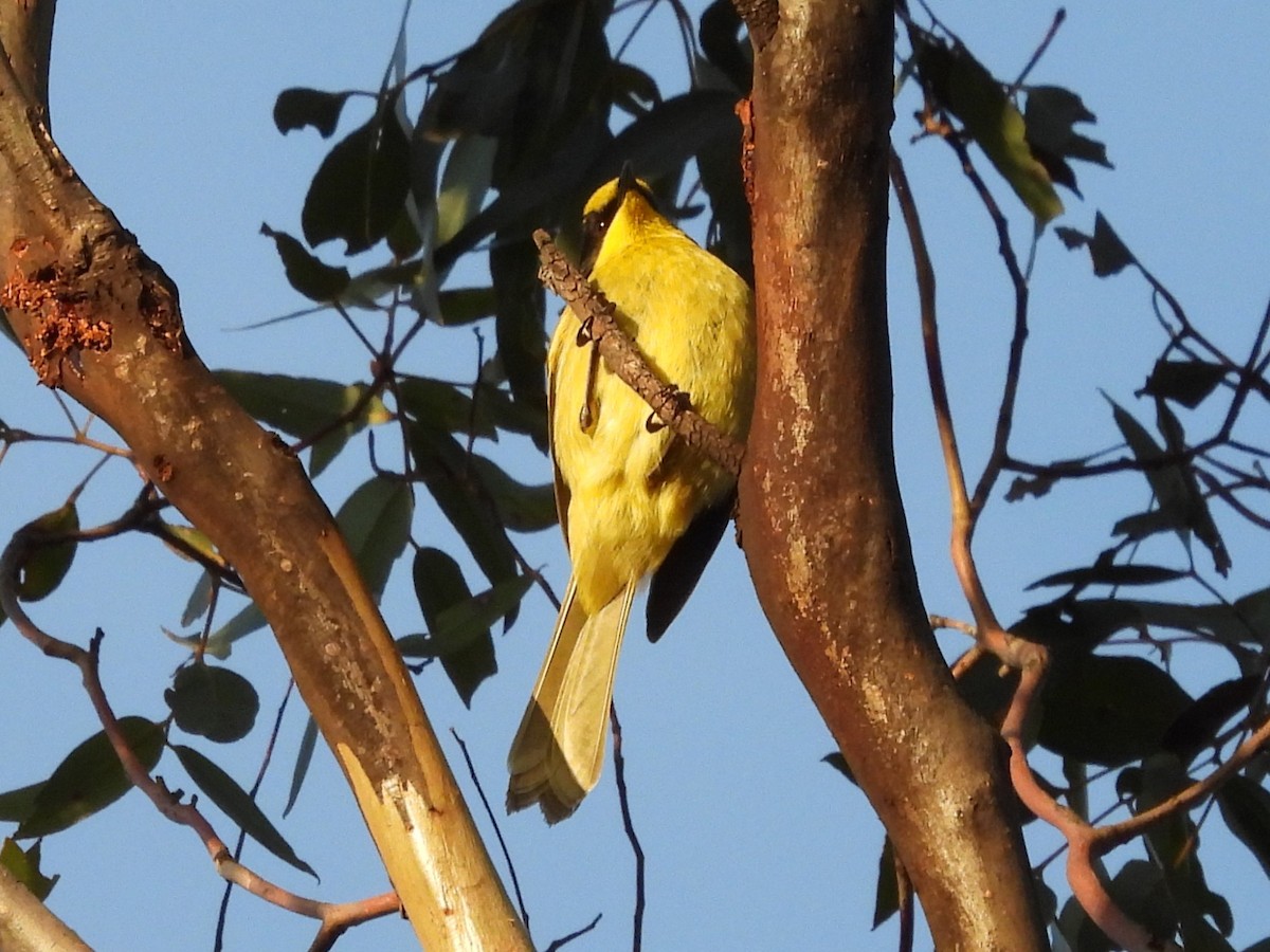 Yellow-tufted Honeyeater - ML638130938