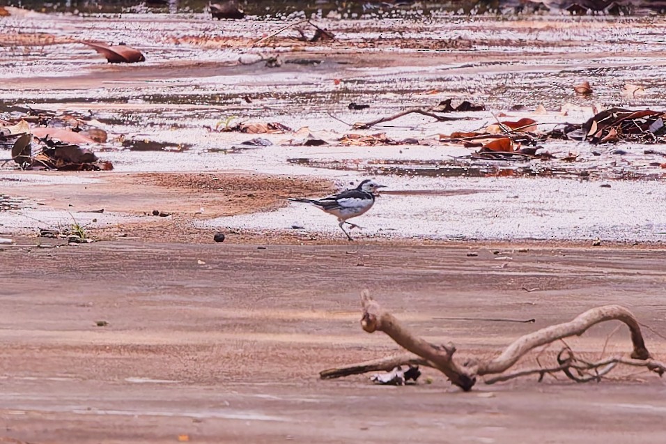 Хөх цэгцгий - ML638130941