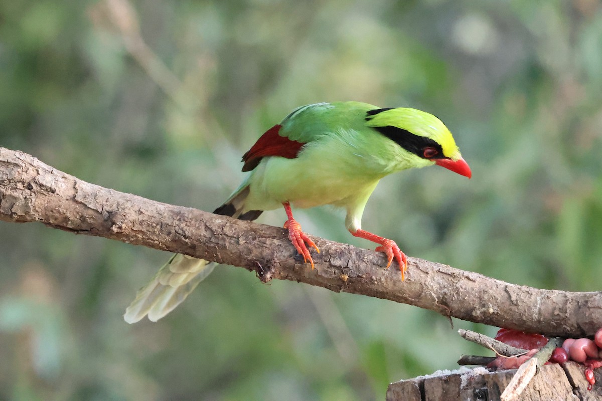 Common Green-Magpie - ML638130945