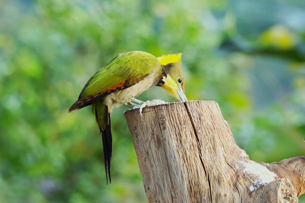 Greater Yellownape - ML638130950