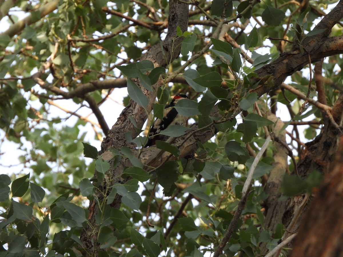 Syrian Woodpecker - ML638130974