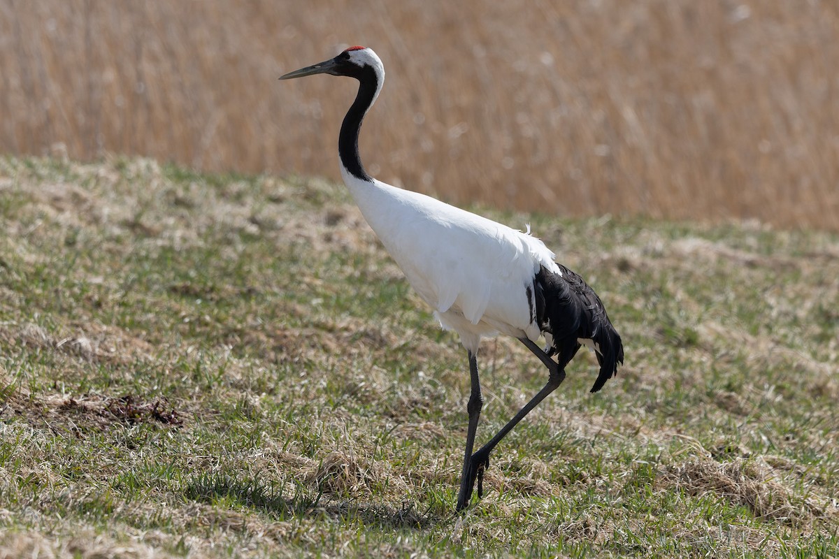 Red-crowned Crane - ML638131000