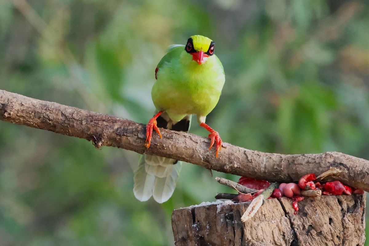 Common Green-Magpie - ML638131004