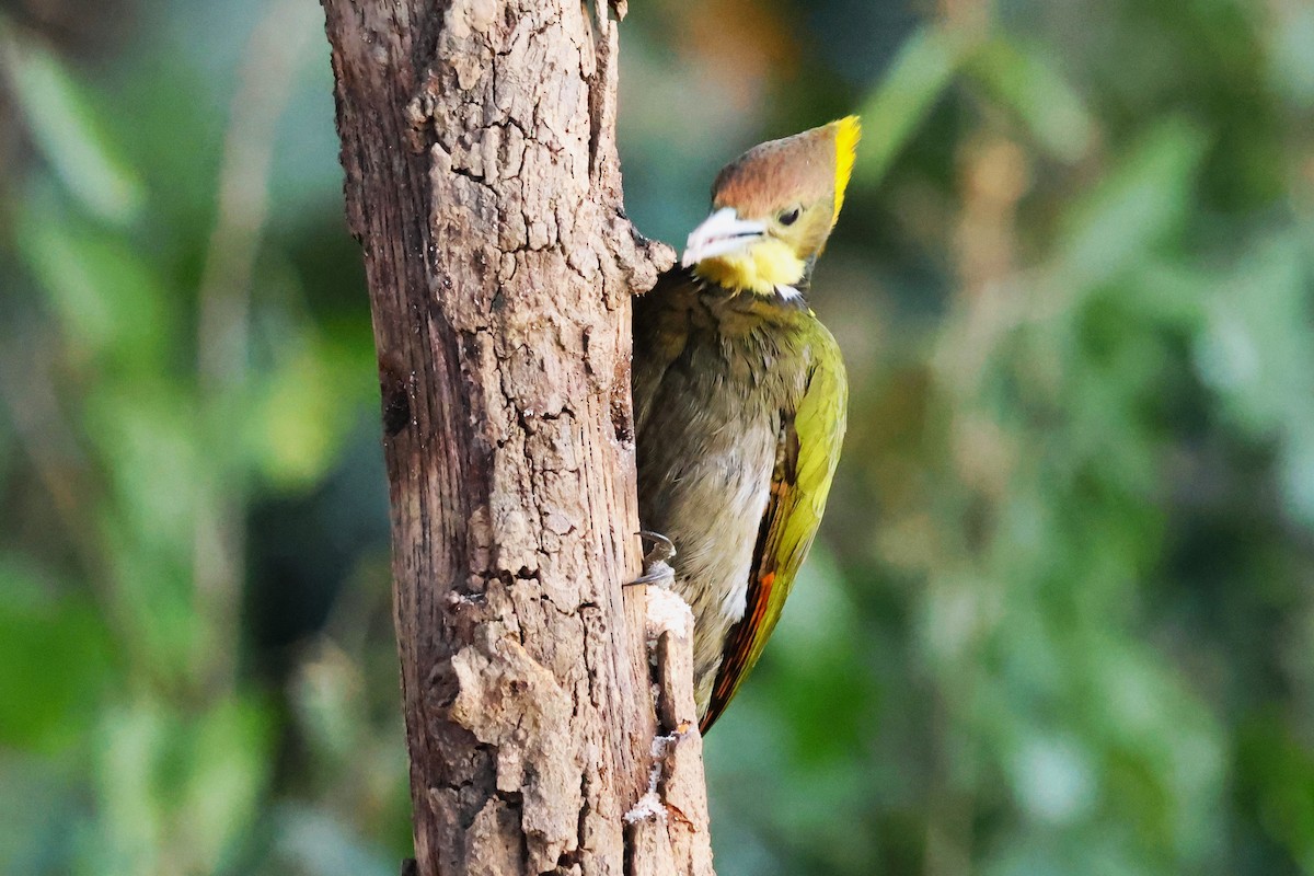 Greater Yellownape - ML638131012