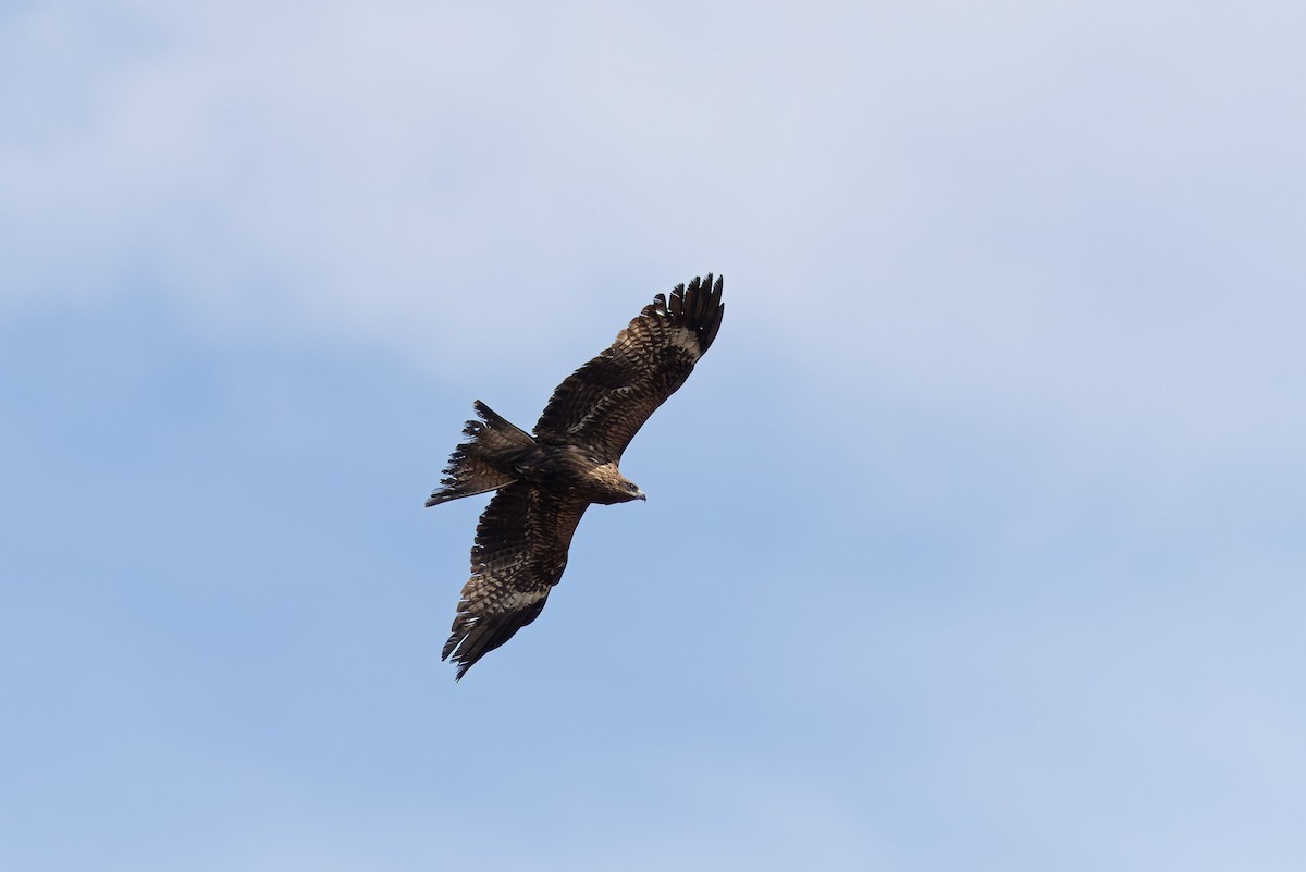 Black Kite (Black-eared) - ML638131014