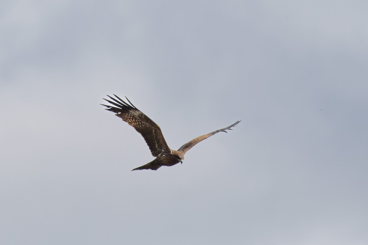 Black Kite (Black-eared) - ML638131015