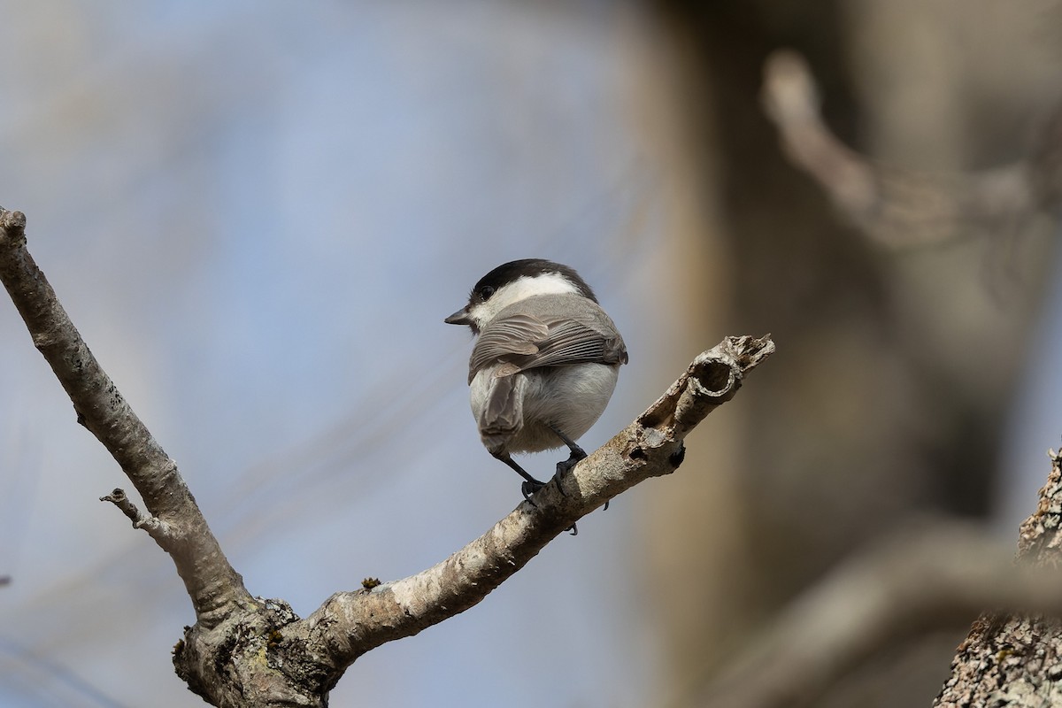 Marsh Tit - ML638131023
