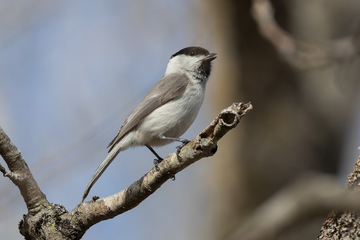 Marsh Tit - ML638131024