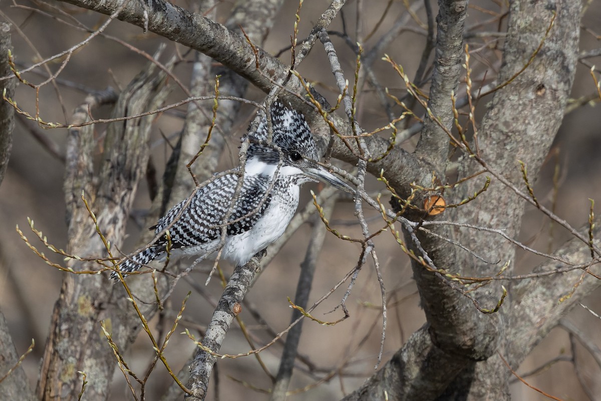 Crested Kingfisher - ML638131025