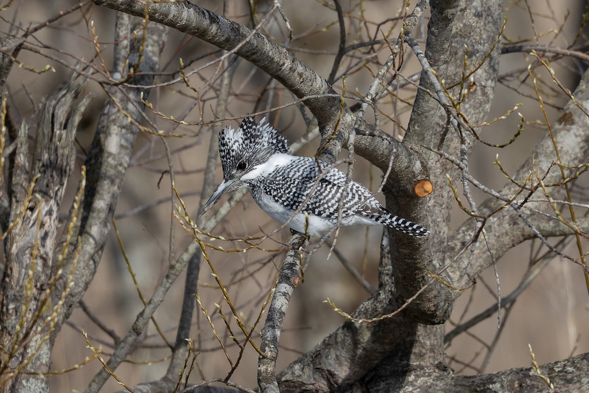Crested Kingfisher - ML638131026