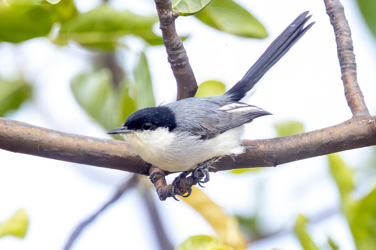 Tropical Gnatcatcher - ML638131033