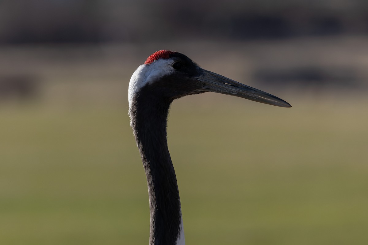 Red-crowned Crane - ML638131045