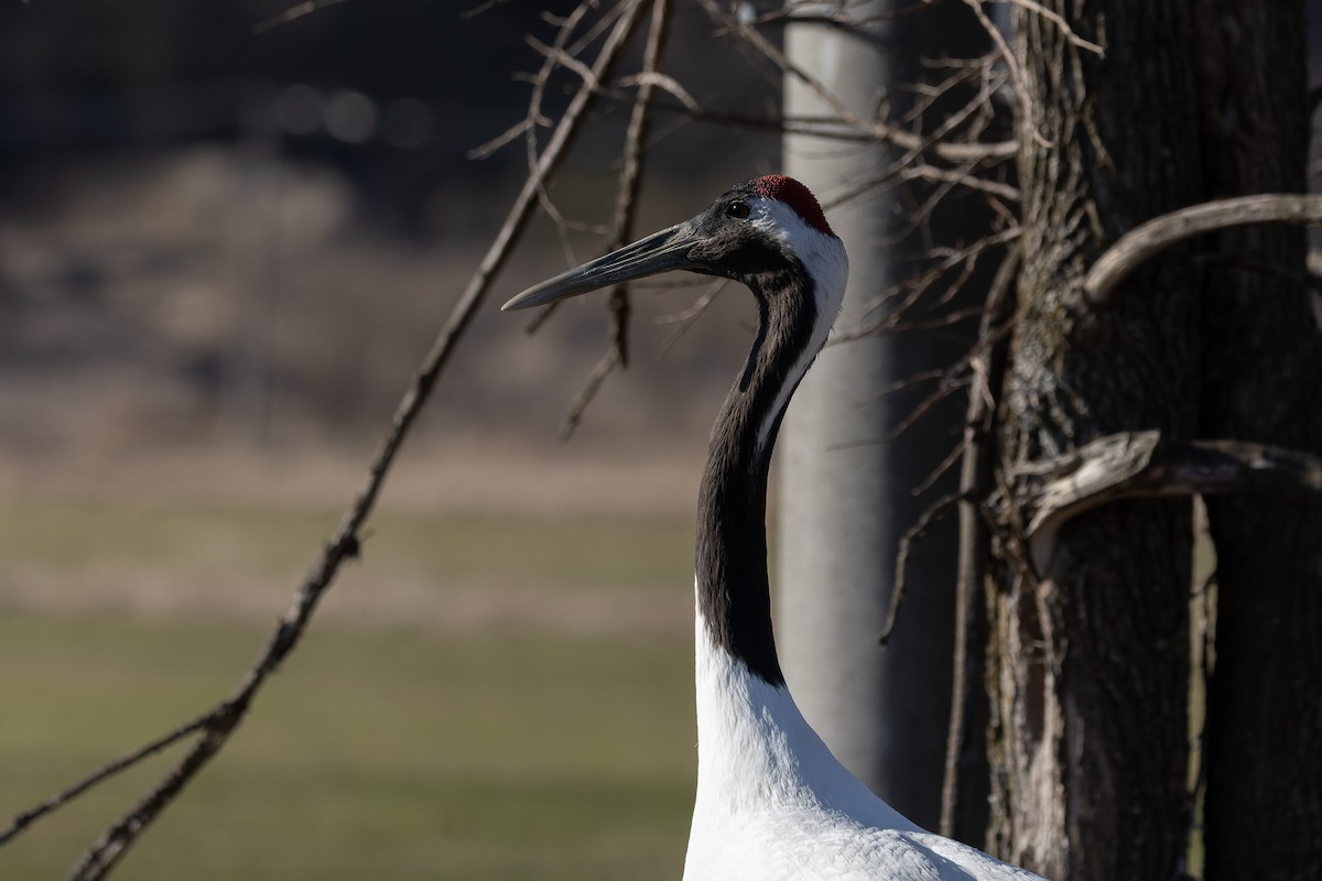 Red-crowned Crane - ML638131046