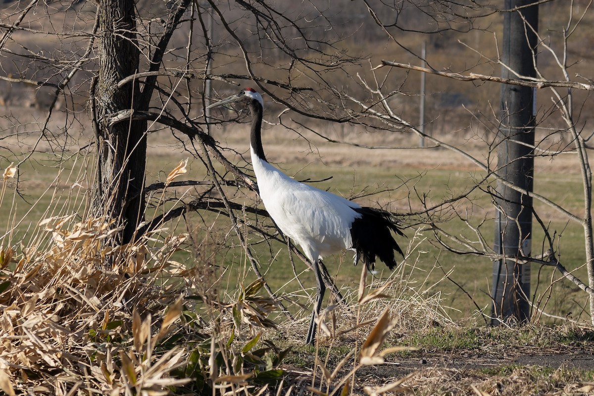 Red-crowned Crane - ML638131047