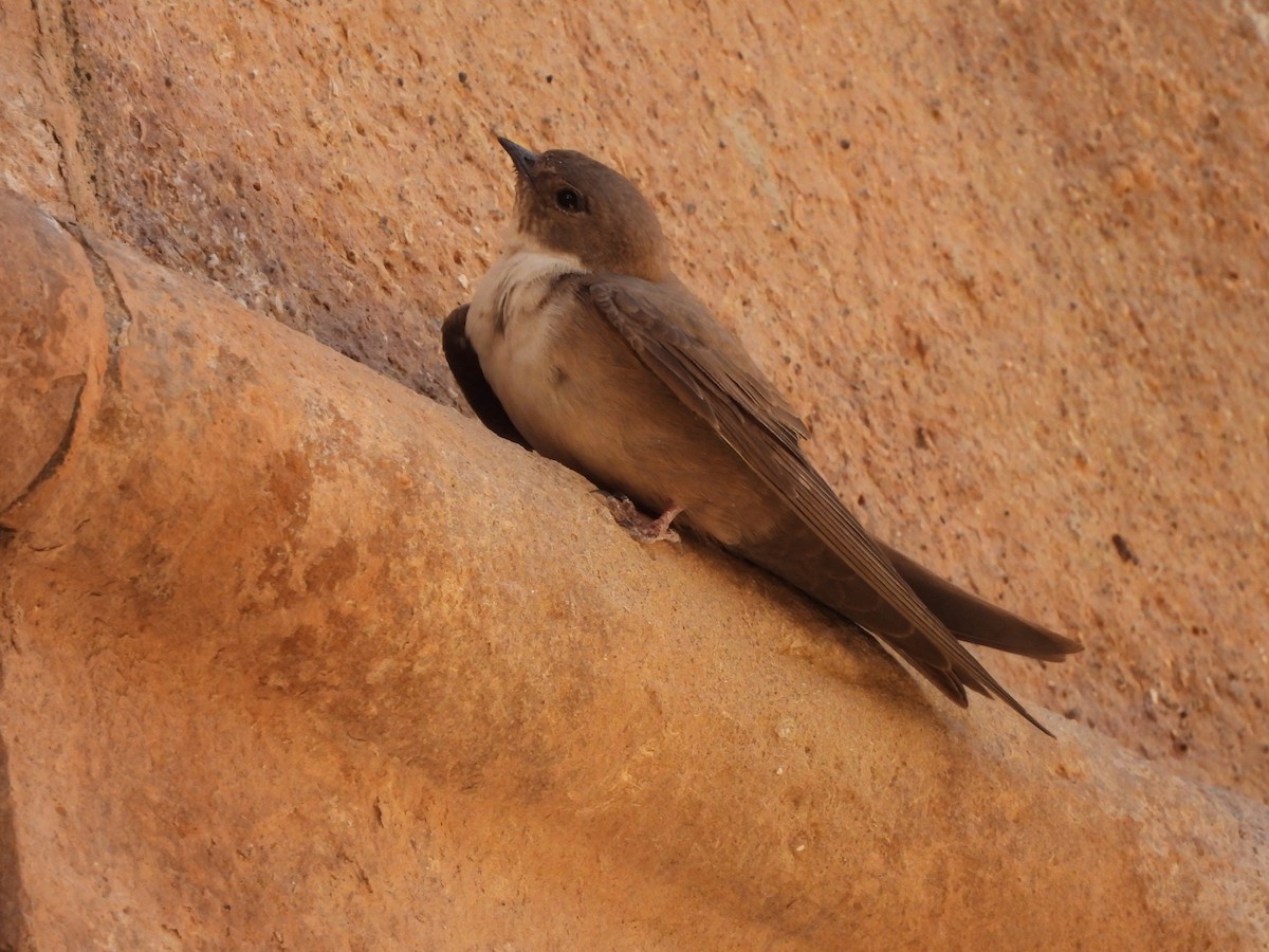 Eurasian Crag-Martin - ML638131088