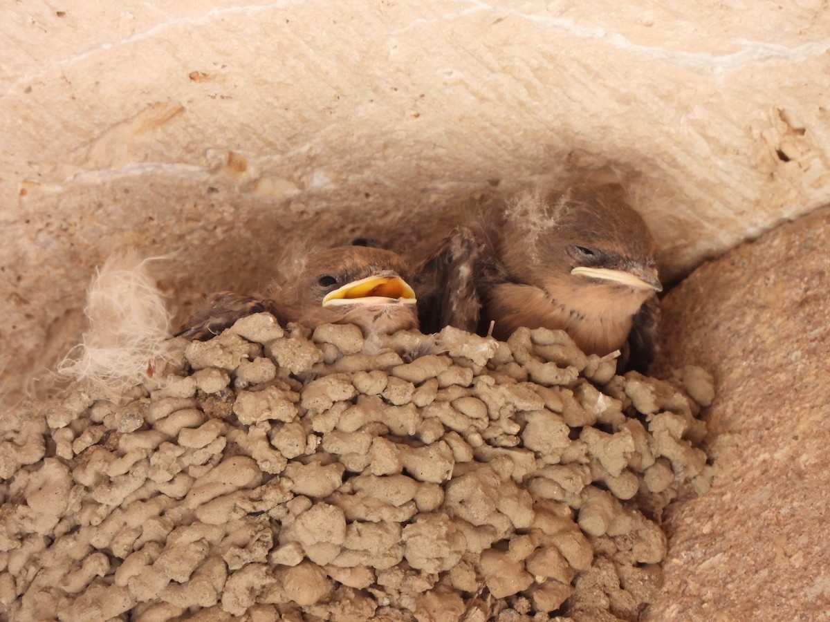 Eurasian Crag-Martin - ML638131089