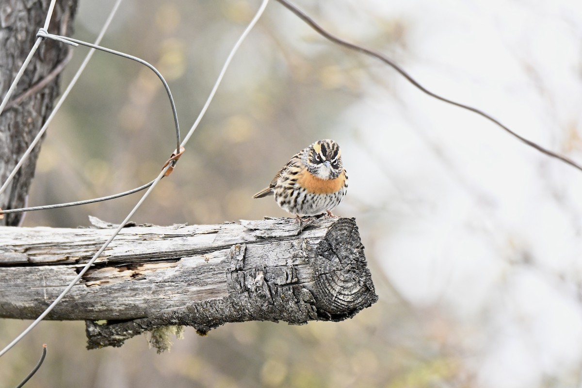 Rufous-breasted Accentor - ML638131123