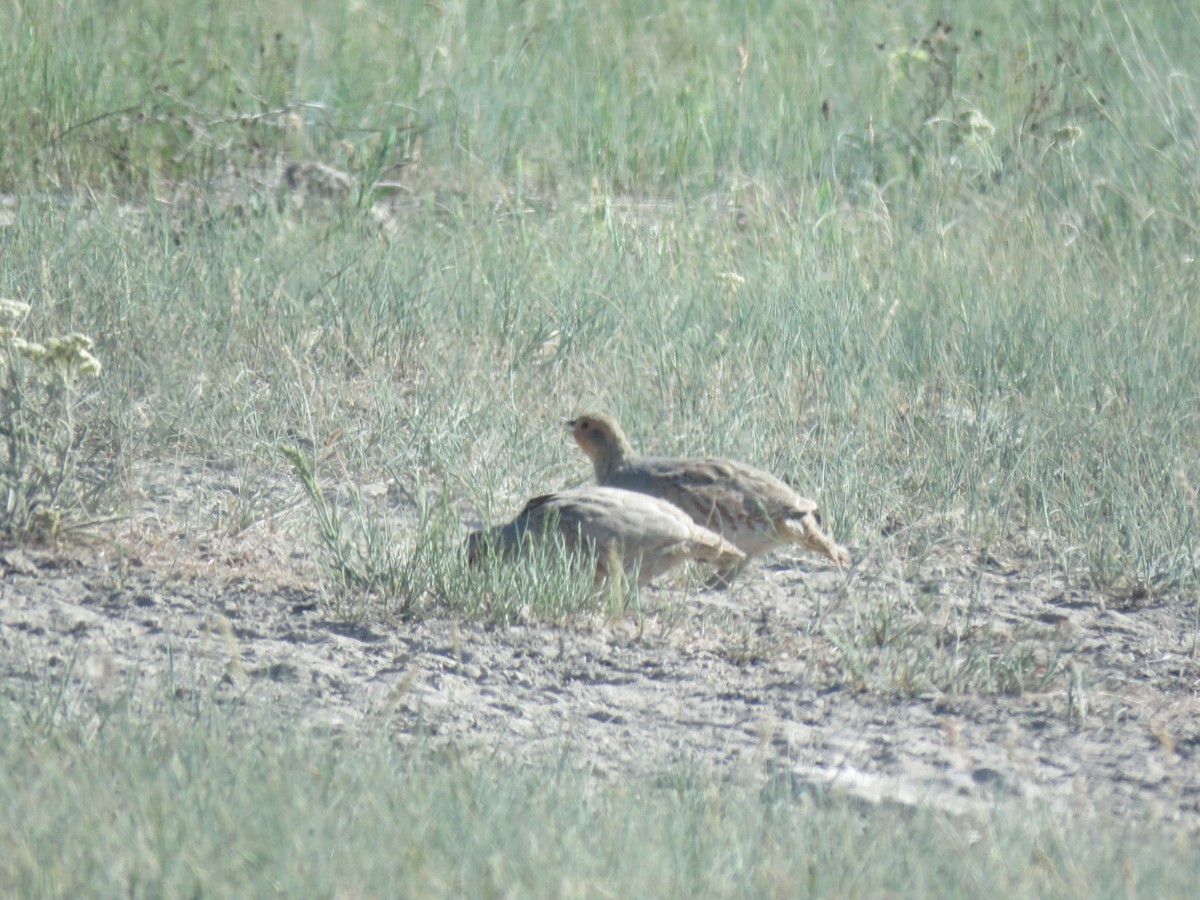 Gray Partridge - ML638131130