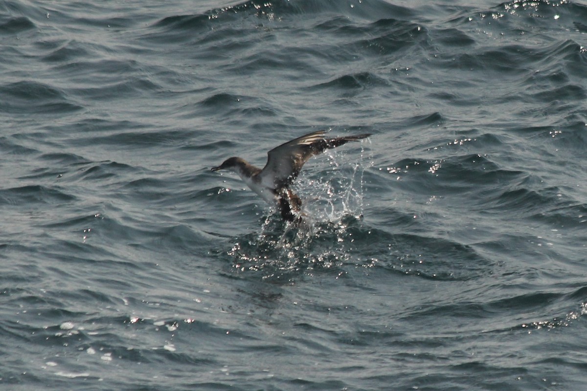 Yelkouan Shearwater - ML638131132