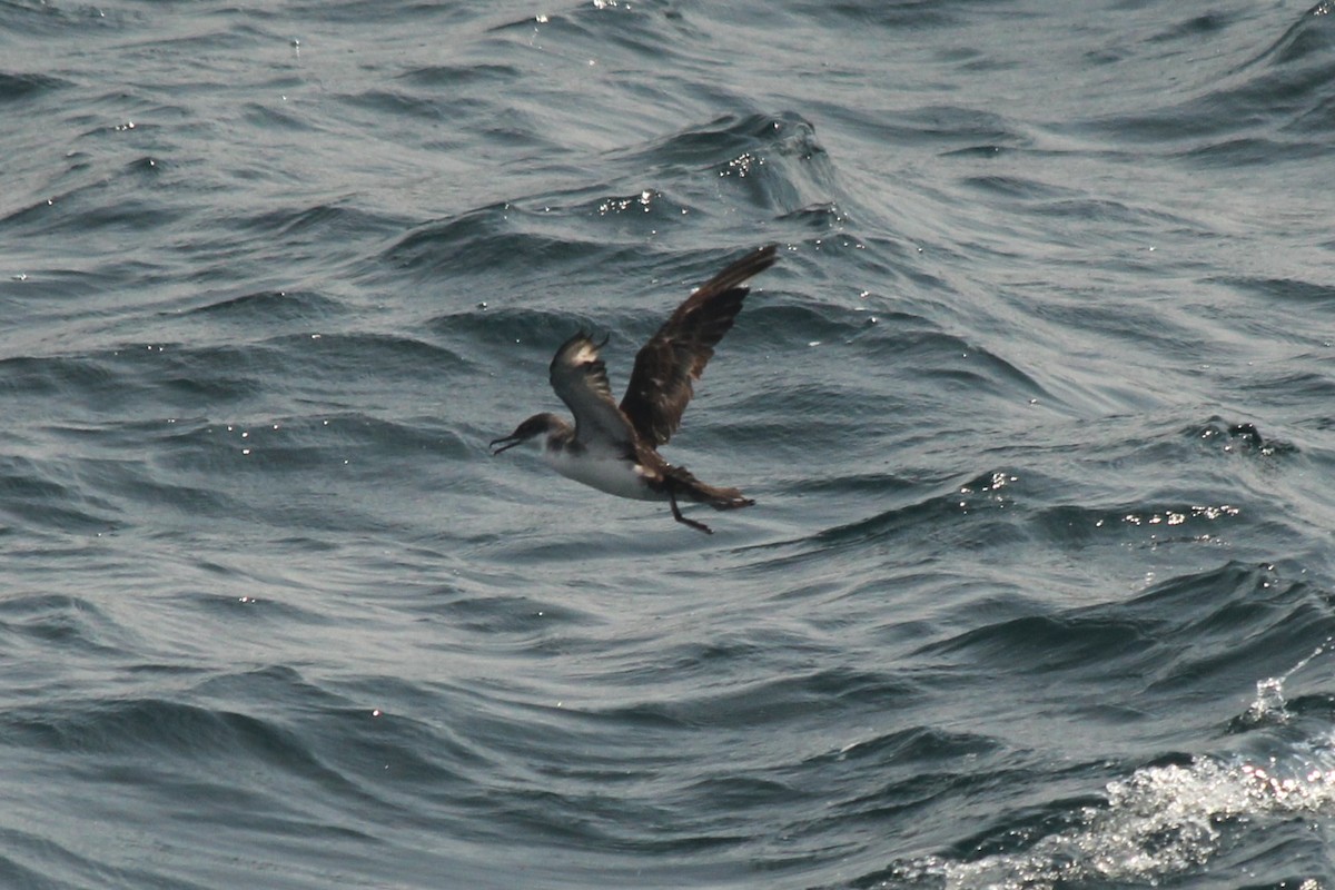 Yelkouan Shearwater - ML638131133