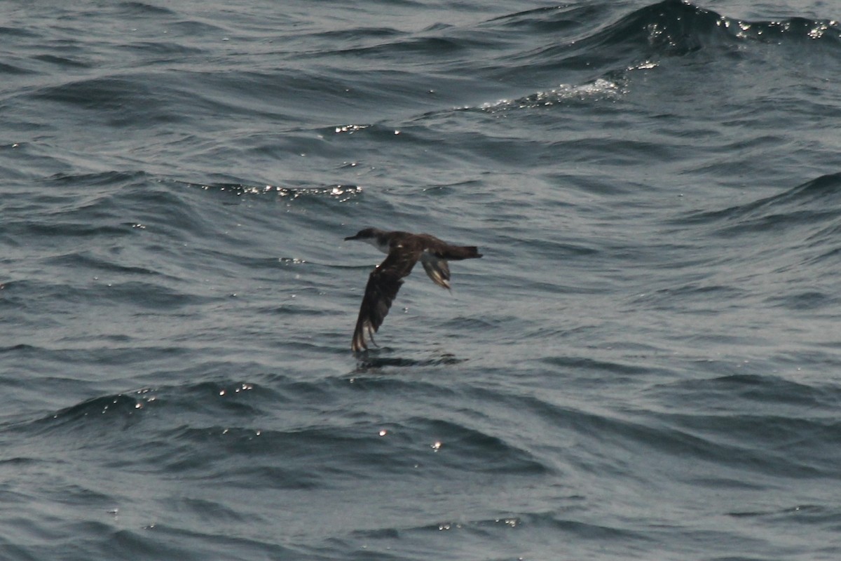 Yelkouan Shearwater - ML638131137
