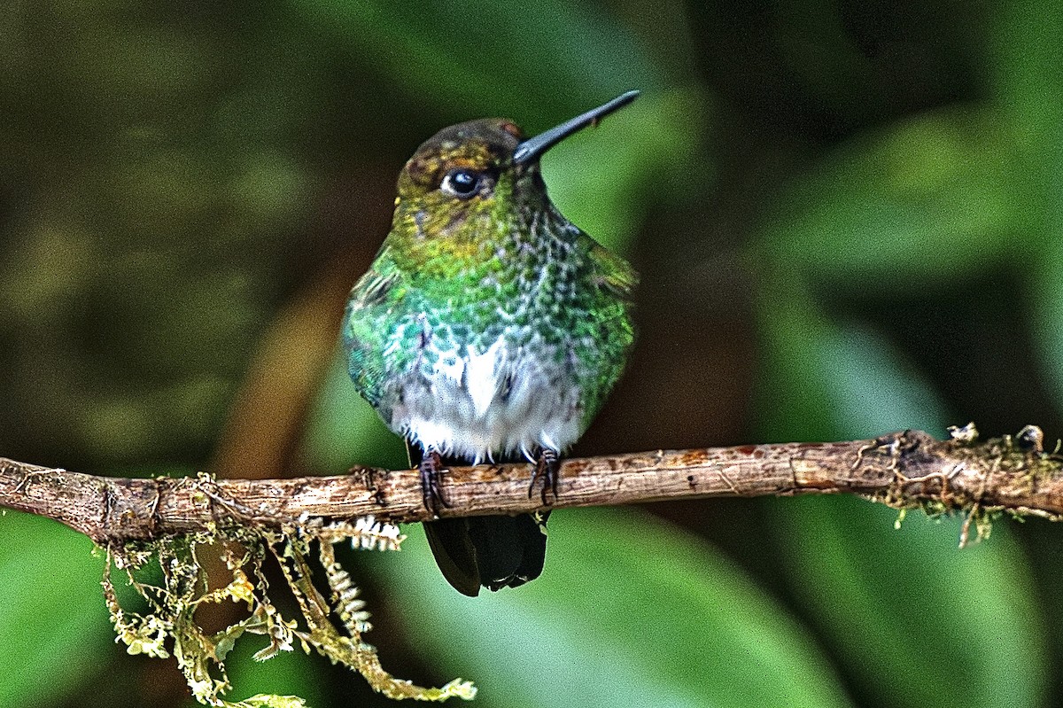 Greenish Puffleg - ML638131169