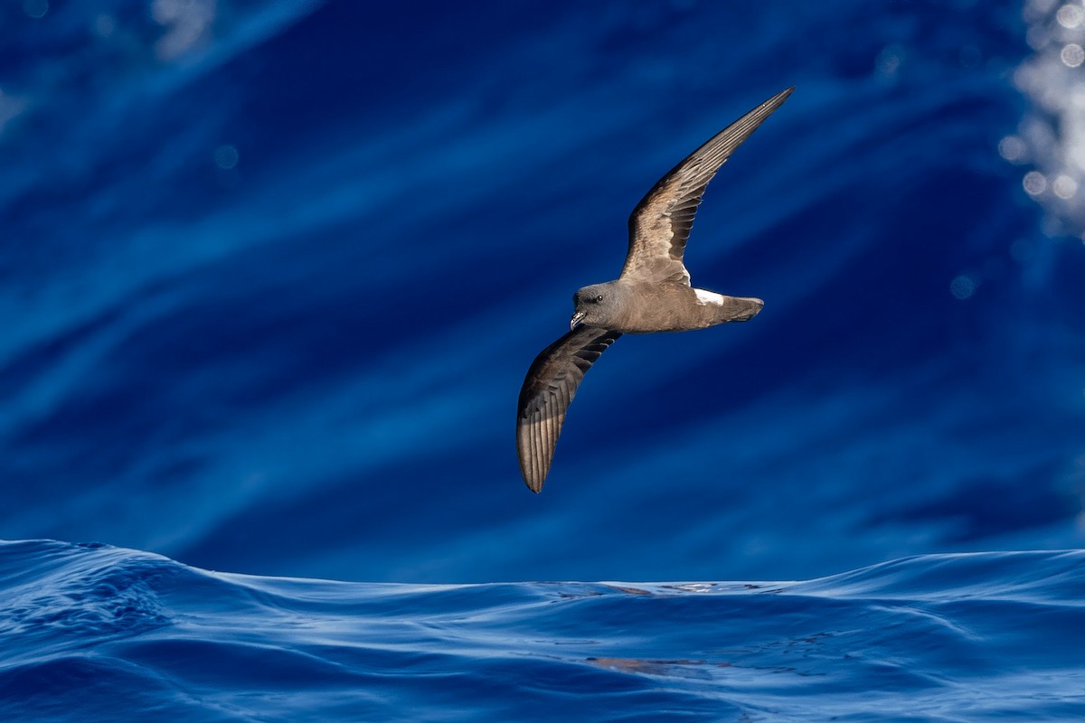 Band-rumped Storm-Petrel (Madeiran) - ML638131172