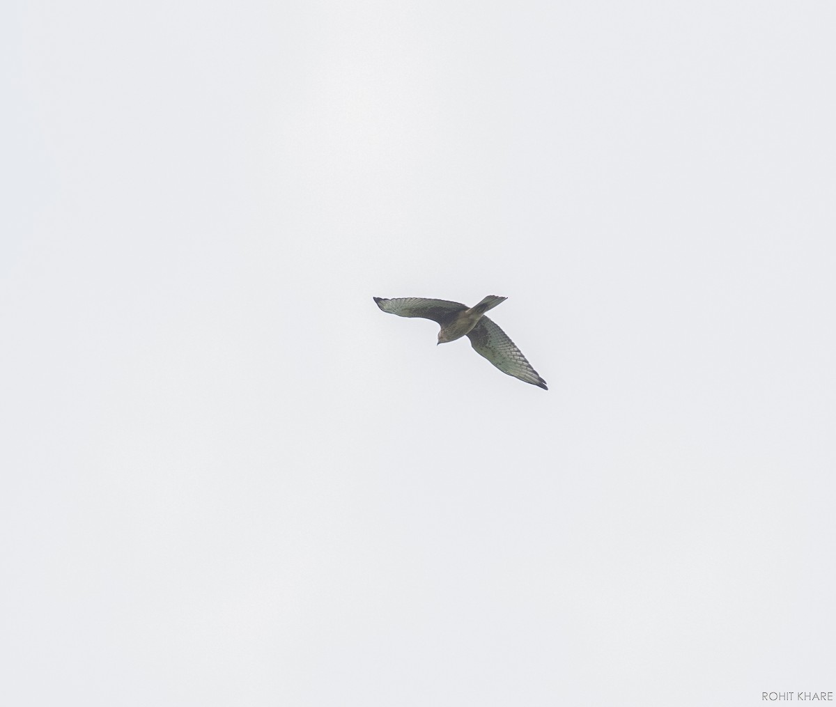 White-eyed Buzzard - ML638131186