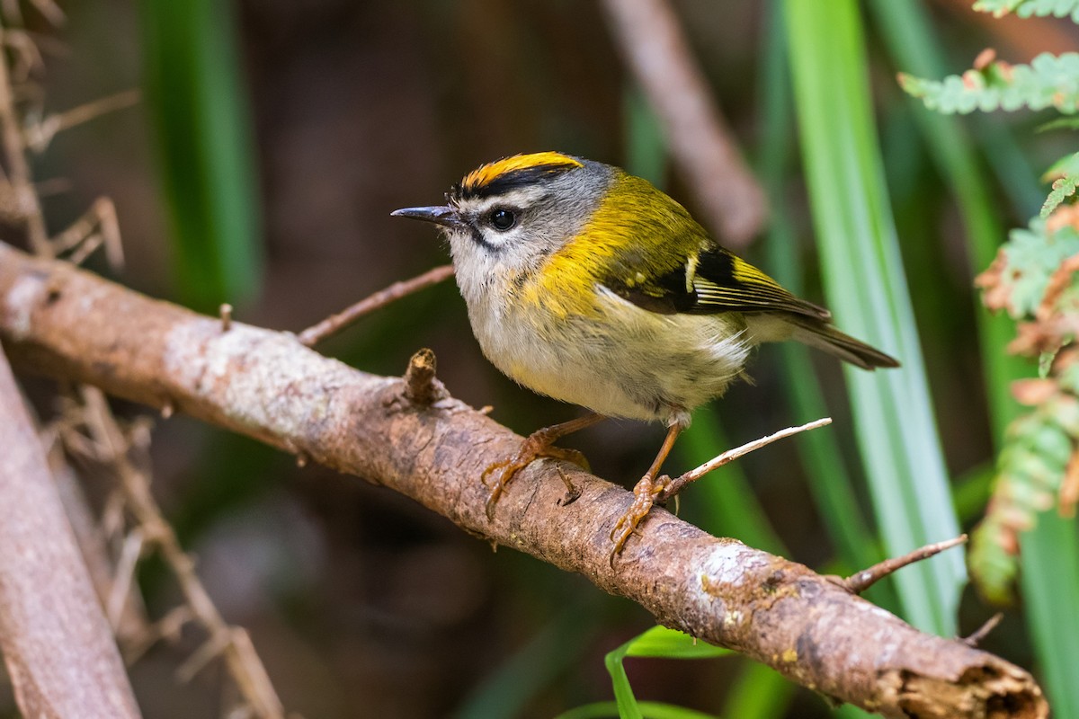Madeira Firecrest - ML638131196