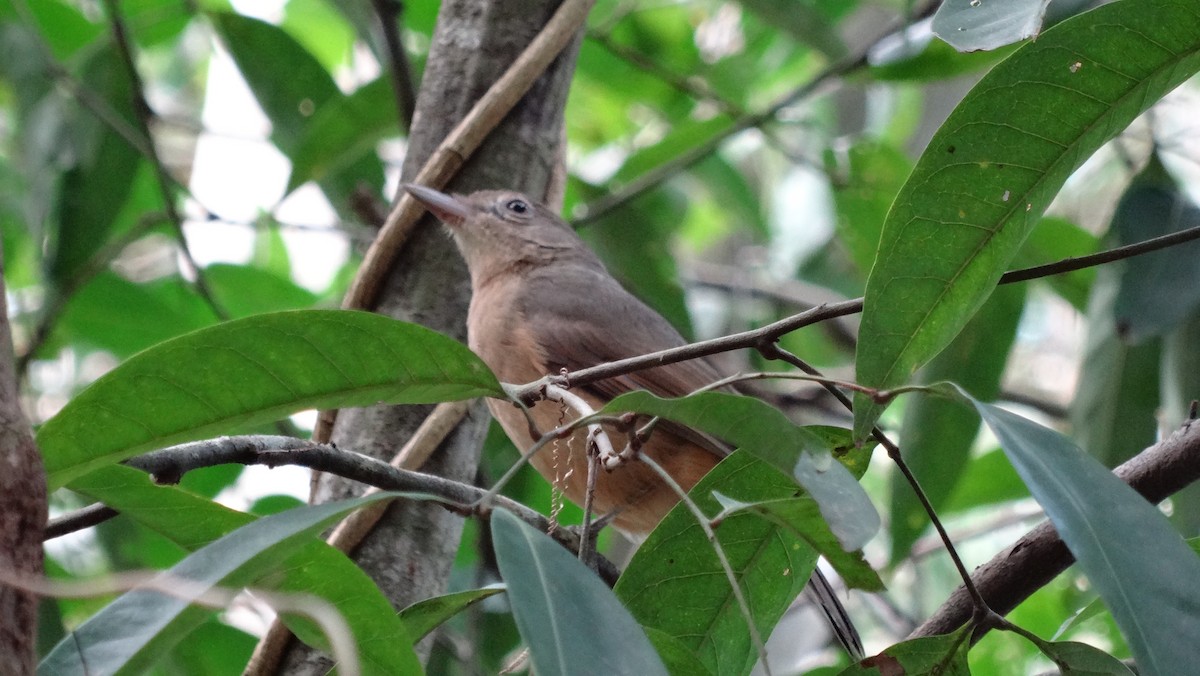 Rufous Shrikethrush - ML638131197