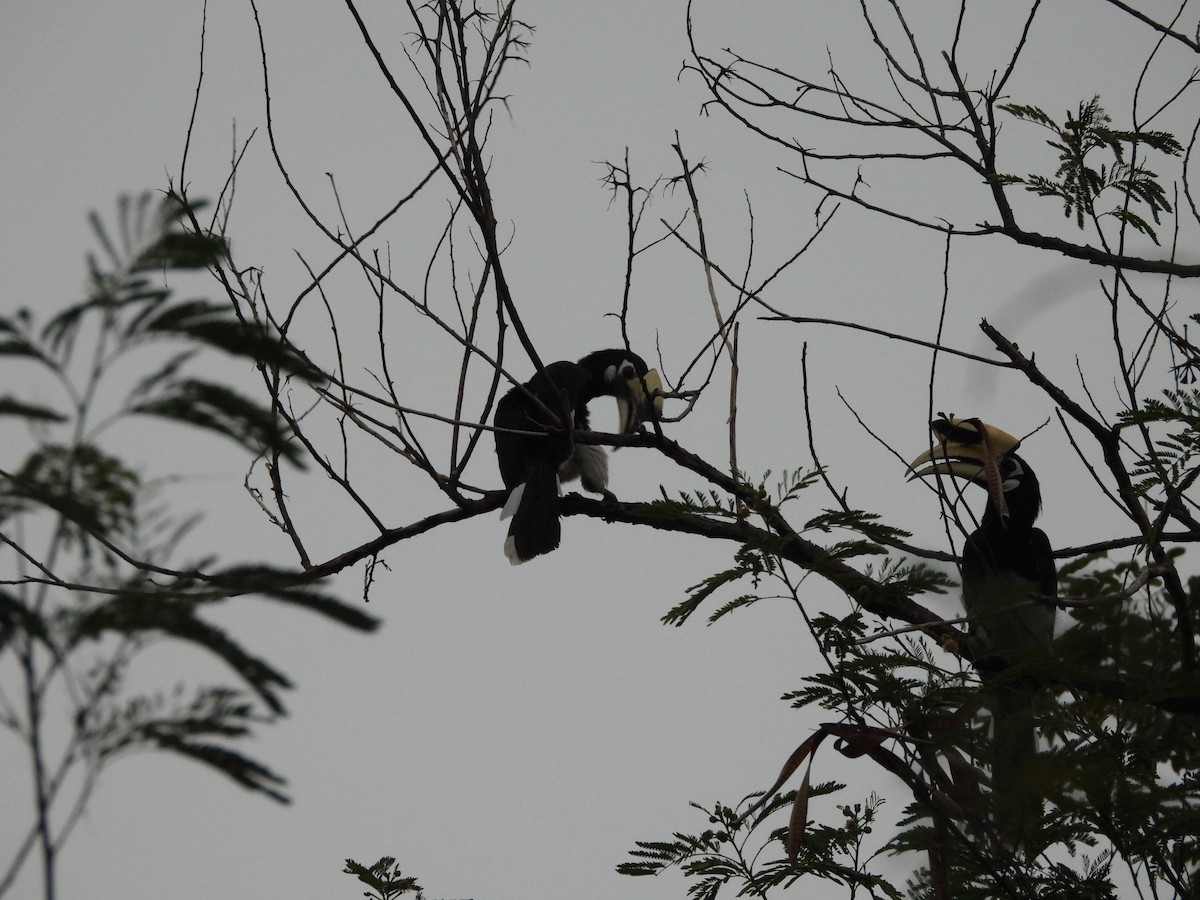 Oriental Pied-Hornbill - ML638131201