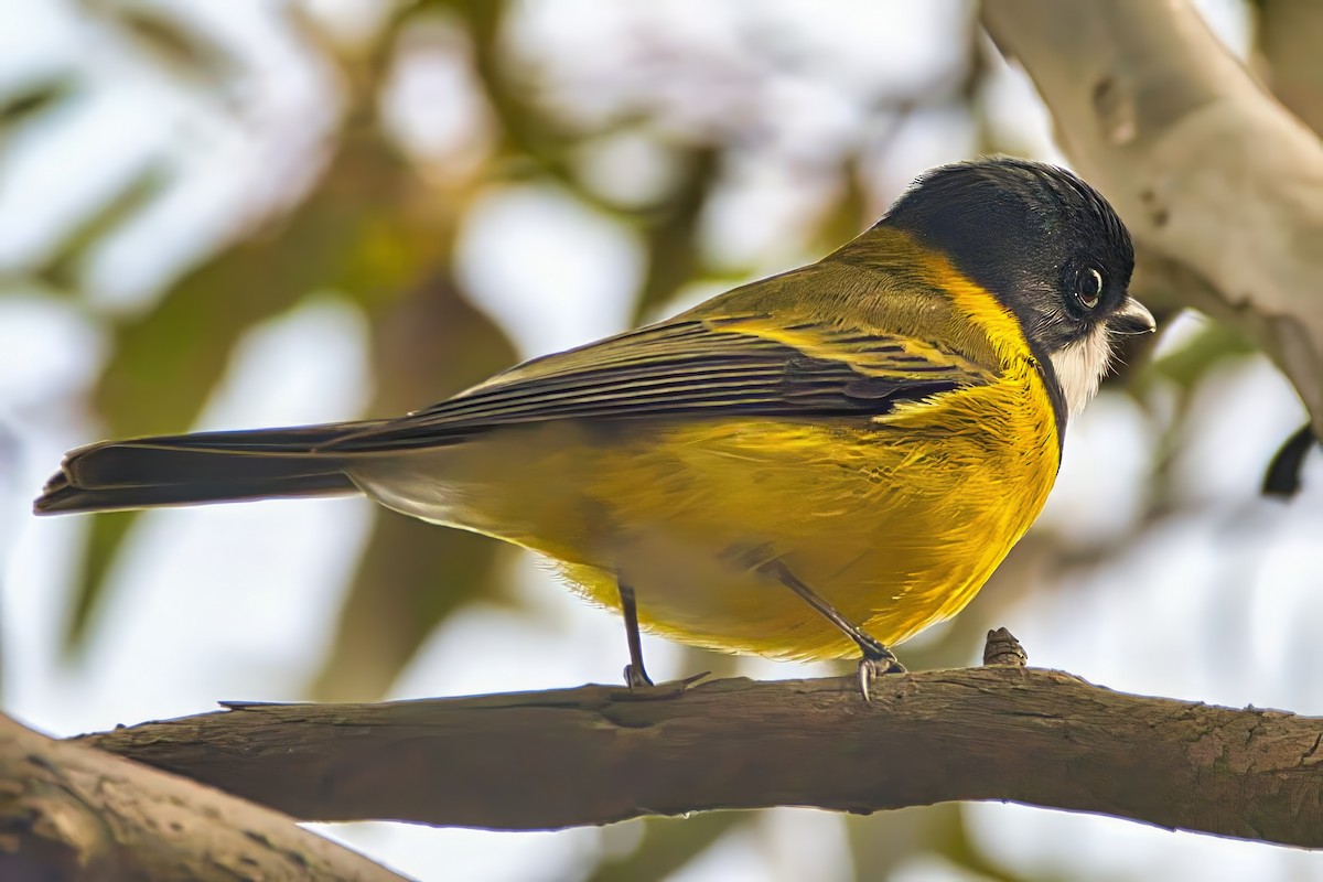 Golden Whistler (Eastern) - ML638131212