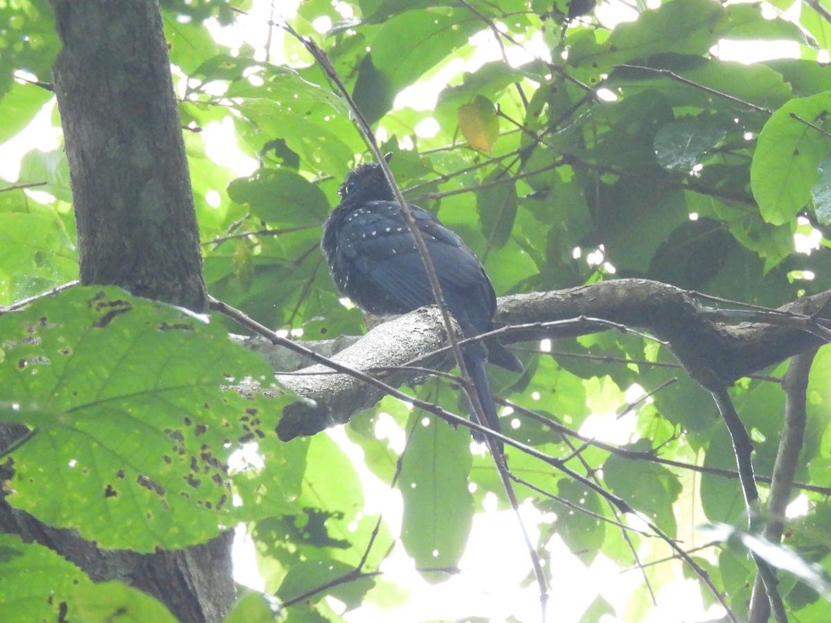 Square-tailed Drongo-Cuckoo - ML638131223